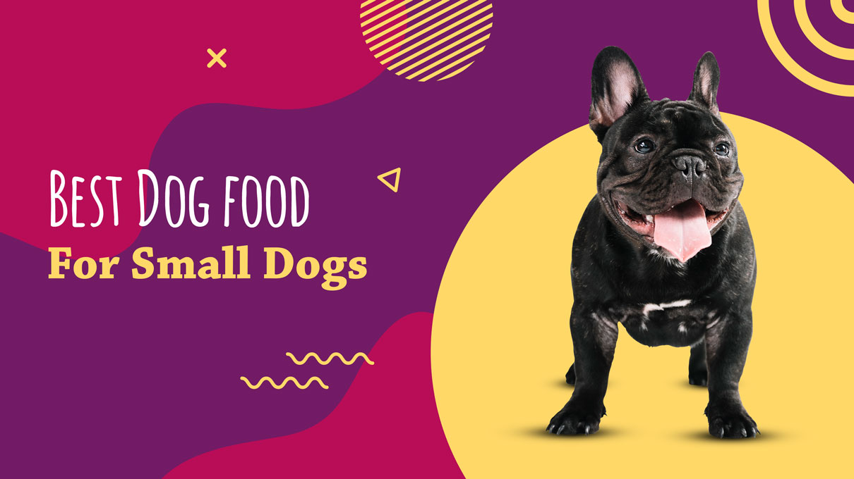 Decoding The Bowl: Unmasking The Best Dog Food For Small Dogs - Dish It Up